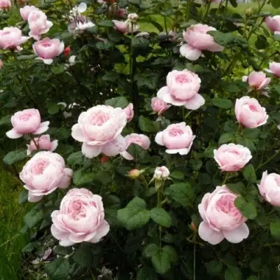 Роза КУИН ОФ СУИДЕН (КОРОЛЕВА ШВЕЦИИ) английская в Светлогорске