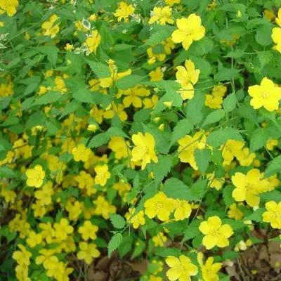 Керрия японская ГОЛДЕН ГИНЕЯ в Светлогорске