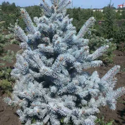 Ель МИСТИ БЛЮ голубая в Светлогорске