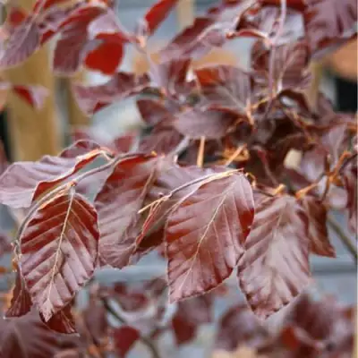 Бук лесной АТРОПУНИЦЕА в Светлогорске