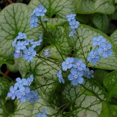 Бруннера ДЖЭК ФРОСТ в Светлогорске