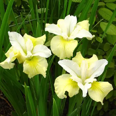 Ирис ЙЕЛЛОУ ТЕЙЛ сибирский в Светлогорске
