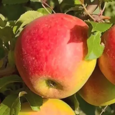 Яблоня САКАВИТА в Светлогорске