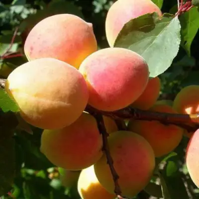 Абрикос СЮРПРИЗ в Светлогорске