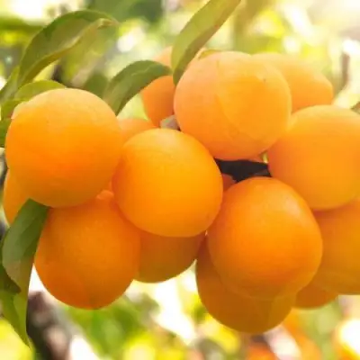 Слива МАРА в Светлогорске