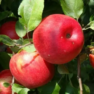 Яблоня ВАЛЕРИЯ в Светлогорске