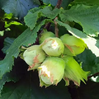 Фундук ТАМБОВСКИЙ РАННИЙ в Светлогорске