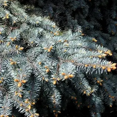 Ель НАНА сизая в Светлогорске