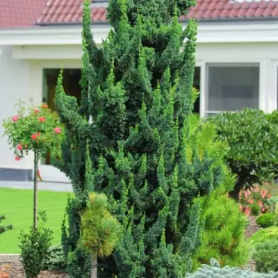 Кипарисовик ВИСЕЛЛИ лавсона в Светлогорске