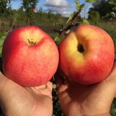 Яблоня КОВРОВОЕ стелющаяся в Светлогорске