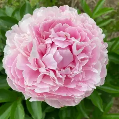 Пион КАТРИН ФОНТЕЙН травянистый в Светлогорске