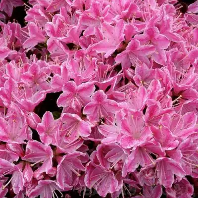 Азалия КЕРМЕСИНА РОУЗ японская в Светлогорске