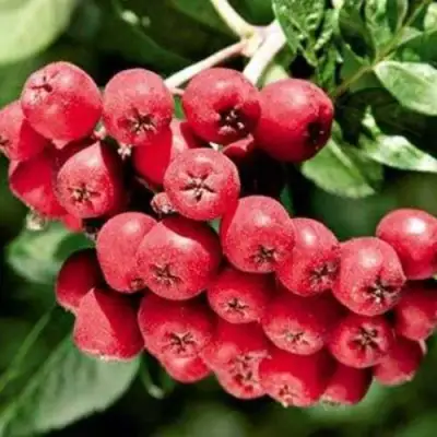 Рябина МОРАВСКАЯ сладкоплодная в Светлогорске