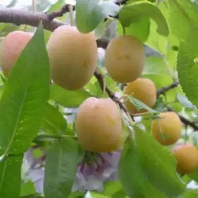 Слива УТРО в Светлогорске