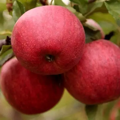 Яблоня ГАЛА ШНИГА в Светлогорске
