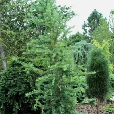 Лиственница КЕМПФЕРА в Светлогорске