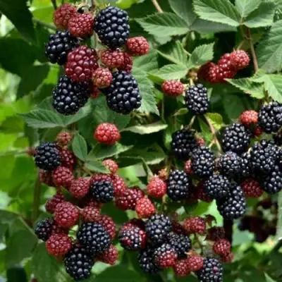 Ежевика РУБЕН ремонтантная  в Светлогорске