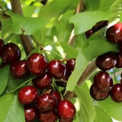 Черешня ИПУТЬ в Светлогорске