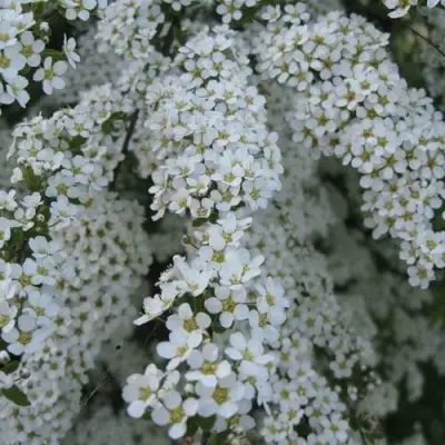 Спирея АРГУТА в Светлогорске