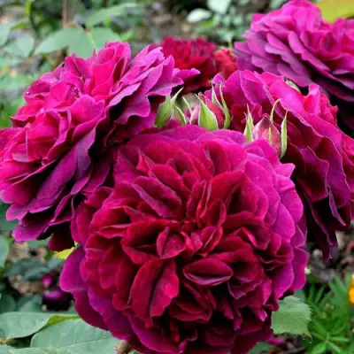 Роза МАНСТЕД ВУД английская в Светлогорске