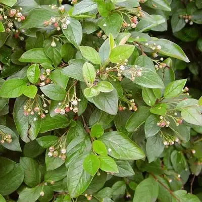 Кизильник блестящий в Светлогорске