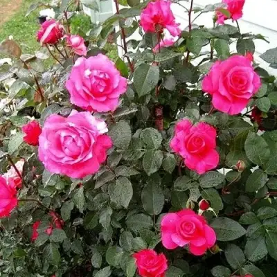 Роза МАЛИНОВЫЙ ЗВОН чайно-гибридная в Светлогорске