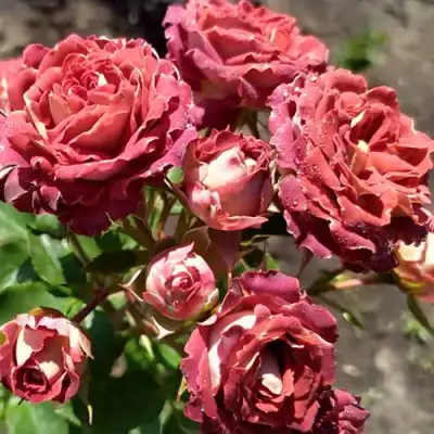 Роза ТИРАМИСУ спрей в Светлогорске