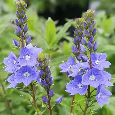 Вероника РОЯЛ БЛЮ большая в Светлогорске