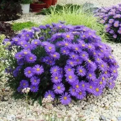 Астра ЛЕДИ ИН БЛЮ в Светлогорске