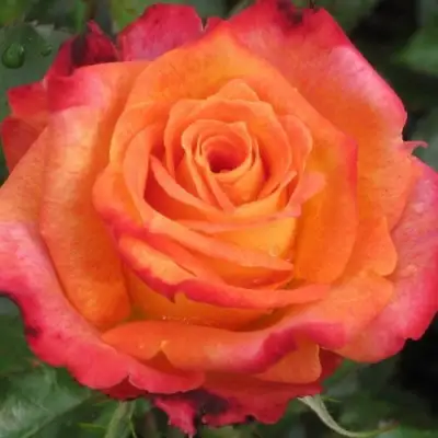 Роза ВАУ чайно-гибридная в Светлогорске