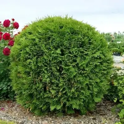 Туя ВУДВАРДИ западная в Светлогорске