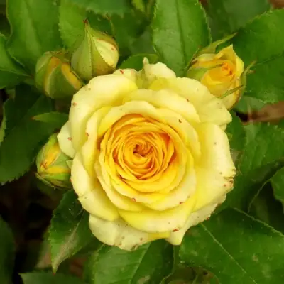 Роза САН СИТИ спрей в Светлогорске