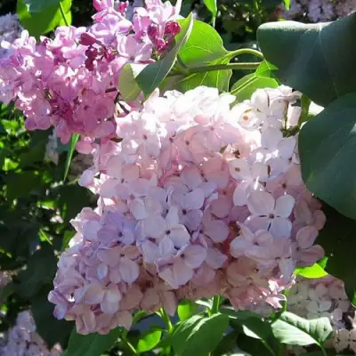 Сирень ГОРТЕНЗИЯ в Светлогорске