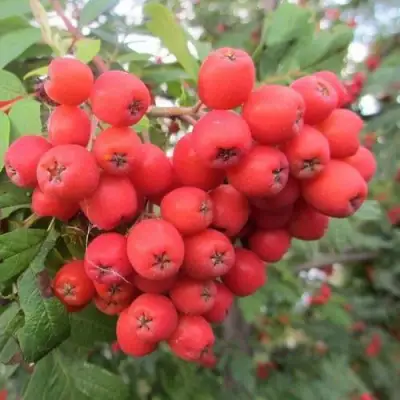 Рябина НЕВЕЖИНСКАЯ сладкоплодная в Светлогорске