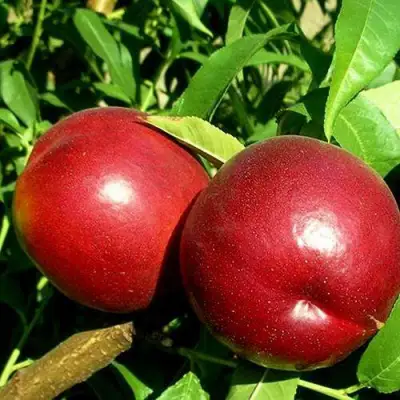 Нектарин НЕКТАРЕД-4 в Светлогорске