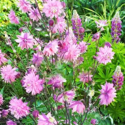 Аквилегия БАРЛОУ ПИНК гибрид МакКаны в Светлогорске