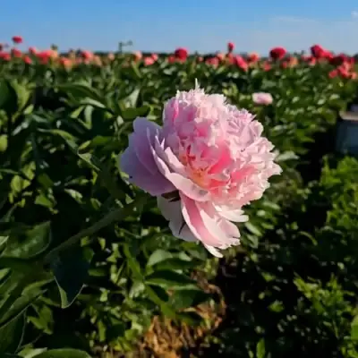 Пион ИМПЕРАТОРСКАЯ НАЛОЖНИЦА древовидный в Светлогорске