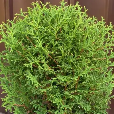 Туя ХОЗЕРИ западная в Светлогорске