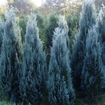 Кипарисовик ДАРТС БЛЮ РИББОН лавсона в Светлогорске