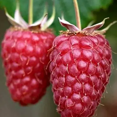 Малина РУБИНОВОЕ ОЖЕРЕЛЬЕ в Светлогорске