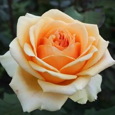 Роза ГЕЙША чайно-гибридная в Светлогорске