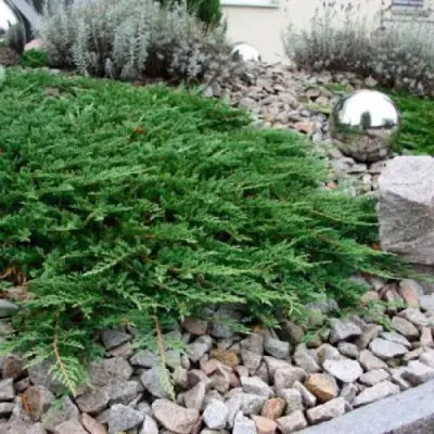 Можжевельник ПРИНЦ ОФ УЭЛЬС горизонтальный в Светлогорске