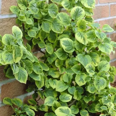 Гортензия МИРАНДА черешковая в Светлогорске