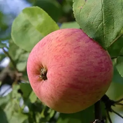 Яблоня МЕЛБА в Светлогорске