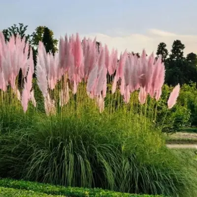 Кортадерия розовая (пампасная трава) в Светлогорске