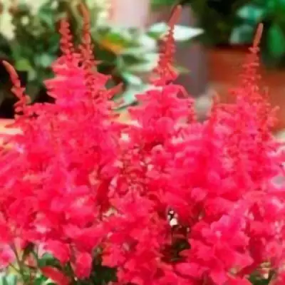 Астильба ЮНИК КАРМИН гибридная в Светлогорске