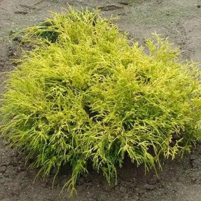 Кипарисовик ГОЛДЕН МОП горохоплодный в Светлогорске