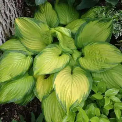 Хоста СТЕЙНД ГЛАСС гибридная в Светлогорске