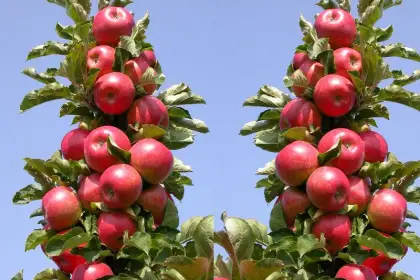 Сорта плодовых деревьев - Колонновидные деревья