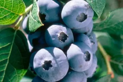 Сорта ягодных кустарников - Голубика